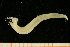  ( - UMBergen_NB_amphar33)  @11 [ ] CreativeCommons - Attribution Non-Commercial Share-Alike (2012) Unspecified University of Bergen, Natural History Collections