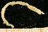  ( - UMBergen_NB_amphar36)  @11 [ ] CreativeCommons - Attribution Non-Commercial Share-Alike (2012) Unspecified University of Bergen, Natural History Collections