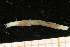  ( - UMBergen_NB_amphar38)  @12 [ ] CreativeCommons - Attribution Non-Commercial Share-Alike (2012) Unspecified University of Bergen, Natural History Collections