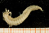  ( - UMBergen_NB_amphar41)  @11 [ ] CreativeCommons - Attribution Non-Commercial Share-Alike (2012) Unspecified University of Bergen, Natural History Collections
