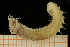  ( - UMBergen_NB_amphar44)  @11 [ ] CreativeCommons - Attribution Non-Commercial Share-Alike (2012) Unspecified University of Bergen, Natural History Collections