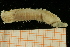  ( - UMBergen_NB_amphar45)  @11 [ ] CreativeCommons - Attribution Non-Commercial Share-Alike (2012) Unspecified University of Bergen, Natural History Collections