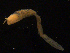  ( - UMBergen_NB_amphar49)  @11 [ ] CreativeCommons - Attribution Non-Commercial Share-Alike (2012) Unspecified University of Bergen, Natural History Collections