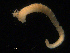  ( - UMBergen_NB_amphar51)  @11 [ ] CreativeCommons - Attribution Non-Commercial Share-Alike (2012) Unspecified University of Bergen, Natural History Collections
