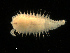  ( - UMBergen_NB_amphar56)  @11 [ ] CreativeCommons - Attribution Non-Commercial Share-Alike (2012) Unspecified University of Bergen, Natural History Collections