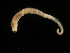  (Amythasides - UMBergen_NB_amphar59)  @13 [ ] CreativeCommons - Attribution Non-Commercial Share-Alike (2012) Unspecified University of Bergen, Natural History Collections