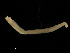 ( - UMBergen_NB_amphar61)  @11 [ ] CreativeCommons - Attribution Non-Commercial Share-Alike (2012) Unspecified University of Bergen, Natural History Collections