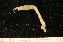  ( - UMBergen_NB_amphar65)  @11 [ ] CreativeCommons - Attribution Non-Commercial Share-Alike (2012) Unspecified University of Bergen, Natural History Collections
