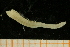  (Anobothrus gracilis - UMBergen_NB_amphar66)  @13 [ ] CreativeCommons - Attribution Non-Commercial Share-Alike (2012) Unspecified University of Bergen, Natural History Collections