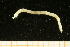  ( - UMBergen_NB_amphar67)  @13 [ ] CreativeCommons - Attribution Non-Commercial Share-Alike (2012) Unspecified University of Bergen, Natural History Collections