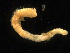  ( - UMBergen_NB_amphar69)  @13 [ ] CreativeCommons - Attribution Non-Commercial Share-Alike (2012) Unspecified University of Bergen, Natural History Collections