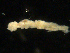  ( - UMBergen_NB_amphar70)  @11 [ ] CreativeCommons - Attribution Non-Commercial Share-Alike (2012) Unspecified University of Bergen, Natural History Collections