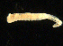  (Ampharete sp - UMBergen_NB_amphar72)  @11 [ ] CreativeCommons - Attribution Non-Commercial Share-Alike (2012) Unspecified University of Bergen, Natural History Collections