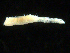  ( - UMBergen_NB_amphar74)  @11 [ ] CreativeCommons - Attribution Non-Commercial Share-Alike (2012) Unspecified University of Bergen, Natural History Collections