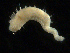 ( - UMBergen_NB_amphar77)  @12 [ ] CreativeCommons - Attribution Non-Commercial Share-Alike (2012) Unspecified University of Bergen, Natural History Collections