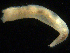  ( - UMBergen_NB_amphar78)  @11 [ ] CreativeCommons - Attribution Non-Commercial Share-Alike (2012) Unspecified University of Bergen, Natural History Collections