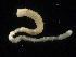  ( - UMBergen_NB_amphar80)  @12 [ ] CreativeCommons - Attribution Non-Commercial Share-Alike (2012) Unspecified University of Bergen, Natural History Collections
