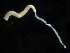  ( - UMBergen_NB_amphar82)  @12 [ ] CreativeCommons - Attribution Non-Commercial Share-Alike (2012) Unspecified University of Bergen, Natural History Collections