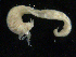  (Lysippe fragilis - UMBergen_NB_amphar84)  @11 [ ] CreativeCommons - Attribution Non-Commercial Share-Alike (2012) Unspecified University of Bergen, Natural History Collections