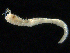  ( - UMBergen_NB_amphar85)  @12 [ ] CreativeCommons - Attribution Non-Commercial Share-Alike (2012) Unspecified University of Bergen, Natural History Collections
