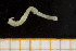  (Zatsepinia - UMBergen_NB_amphar99)  @13 [ ] CreativeCommons - Attribution Non-Commercial Share-Alike (2013) Unspecified University of Bergen, Natural History Collections
