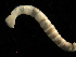  ( - UMBergen_NB_mald115)  @11 [ ] CreativeCommons - Attribution Non-Commercial Share-Alike (2013) Unspecified University of Bergen, Natural History Collections