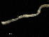  ( - UMBergen_NB_mald125)  @11 [ ] CreativeCommons - Attribution Non-Commercial Share-Alike (2013) Unspecified University of Bergen, Natural History Collections
