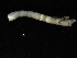  ( - UMBergen_NB_mald180)  @11 [ ] CreativeCommons - Attribution Non-Commercial Share-Alike (2013) Unspecified University of Bergen, Natural History Collections