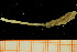  (Heteroclymene sp. A - UMBergen_NB_mald190)  @11 [ ] CreativeCommons - Attribution Non-Commercial Share-Alike (2013) Unspecified University of Bergen, Natural History Collections