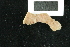  (Isocirrus planiceps - UMBergen_NB_mald55)  @11 [ ] CreativeCommons - Attribution Non-Commercial Share-Alike (2013) Unspecified University of Bergen, Natural History Collections