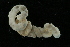  (Nicomache quadrispinata - UMBergen_NB_mald70)  @13 [ ] CreativeCommons - Attribution Non-Commercial Share-Alike (2013) Unspecified University of Bergen, Natural History Collections