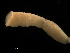  ( - UMBergen_NB_mald95)  @11 [ ] CreativeCommons - Attribution Non-Commercial Share-Alike (2013) Unspecified University of Bergen, Natural History Collections