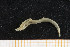 ( - UMBergen_NB_opheli04)  @12 [ ] CreativeCommons - Attribution Non-Commercial Share-Alike (2013) Unspecified University of Bergen, Natural History Collections