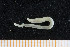  ( - UMBergen_NB_opheli05)  @12 [ ] CreativeCommons - Attribution Non-Commercial Share-Alike (2013) Unspecified University of Bergen, Natural History Collections
