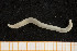  ( - UMBergen_NB_opheli06)  @13 [ ] CreativeCommons - Attribution Non-Commercial Share-Alike (2013) Unspecified University of Bergen, Natural History Collections