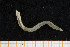  ( - UMBergen_NB_opheli08)  @11 [ ] CreativeCommons - Attribution Non-Commercial Share-Alike (2013) Unspecified University of Bergen, Natural History Collections