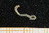  ( - UMBergen_NB_opheli11)  @13 [ ] CreativeCommons - Attribution Non-Commercial Share-Alike (2013) Unspecified University of Bergen, Natural History Collections