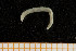  ( - UMBergen_NB_opheli12)  @11 [ ] CreativeCommons - Attribution Non-Commercial Share-Alike (2013) Unspecified University of Bergen, Natural History Collections