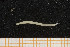  ( - UMBergen_NB_opheli14)  @12 [ ] CreativeCommons - Attribution Non-Commercial Share-Alike (2013) Unspecified University of Bergen, Natural History Collections