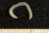  ( - UMBergen_NB_opheli15)  @11 [ ] CreativeCommons - Attribution Non-Commercial Share-Alike (2013) Unspecified University of Bergen, Natural History Collections
