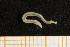  ( - UMBergen_NB_opheli16)  @13 [ ] CreativeCommons - Attribution Non-Commercial Share-Alike (2013) Unspecified University of Bergen, Natural History Collections
