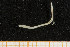  ( - UMBergen_NB_opheli17)  @13 [ ] CreativeCommons - Attribution Non-Commercial Share-Alike (2013) Unspecified University of Bergen, Natural History Collections