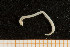  ( - UMBergen_NB_opheli18)  @13 [ ] CreativeCommons - Attribution Non-Commercial Share-Alike (2013) Unspecified University of Bergen, Natural History Collections
