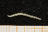  ( - UMBergen_NB_opheli19)  @13 [ ] CreativeCommons - Attribution Non-Commercial Share-Alike (2013) Unspecified University of Bergen, Natural History Collections