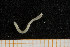  ( - UMBergen_NB_opheli21)  @12 [ ] CreativeCommons - Attribution Non-Commercial Share-Alike (2013) Unspecified University of Bergen, Natural History Collections