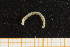  ( - UMBergen_NB_opheli22)  @12 [ ] CreativeCommons - Attribution Non-Commercial Share-Alike (2013) Unspecified University of Bergen, Natural History Collections
