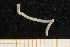  ( - UMBergen_NB_opheli25)  @12 [ ] CreativeCommons - Attribution Non-Commercial Share-Alike (2013) Unspecified University of Bergen, Natural History Collections