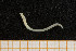  ( - UMBergen_NB_opheli26)  @13 [ ] CreativeCommons - Attribution Non-Commercial Share-Alike (2013) Unspecified University of Bergen, Natural History Collections