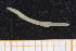  ( - UMBergen_NB_opheli31)  @11 [ ] CreativeCommons - Attribution Non-Commercial Share-Alike (2013) Unspecified University of Bergen, Natural History Collections