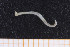  ( - UMBergen_NB_opheli32)  @12 [ ] CreativeCommons - Attribution Non-Commercial Share-Alike (2013) Unspecified University of Bergen, Natural History Collections